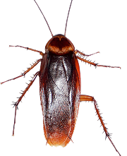 Roaches