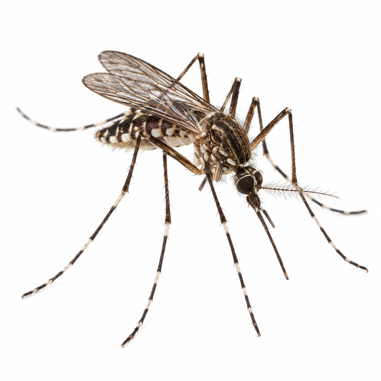 mosquito