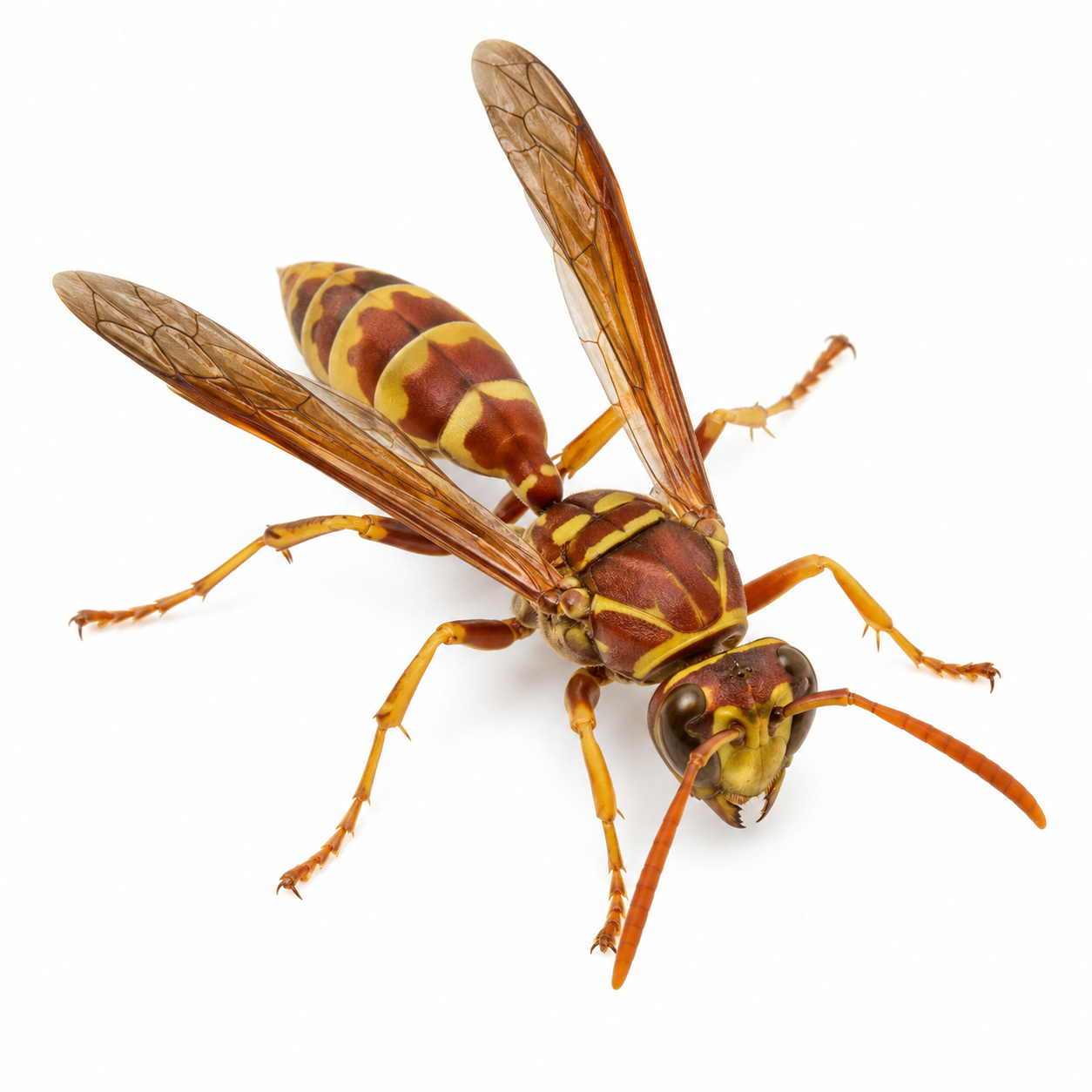 paper wasp