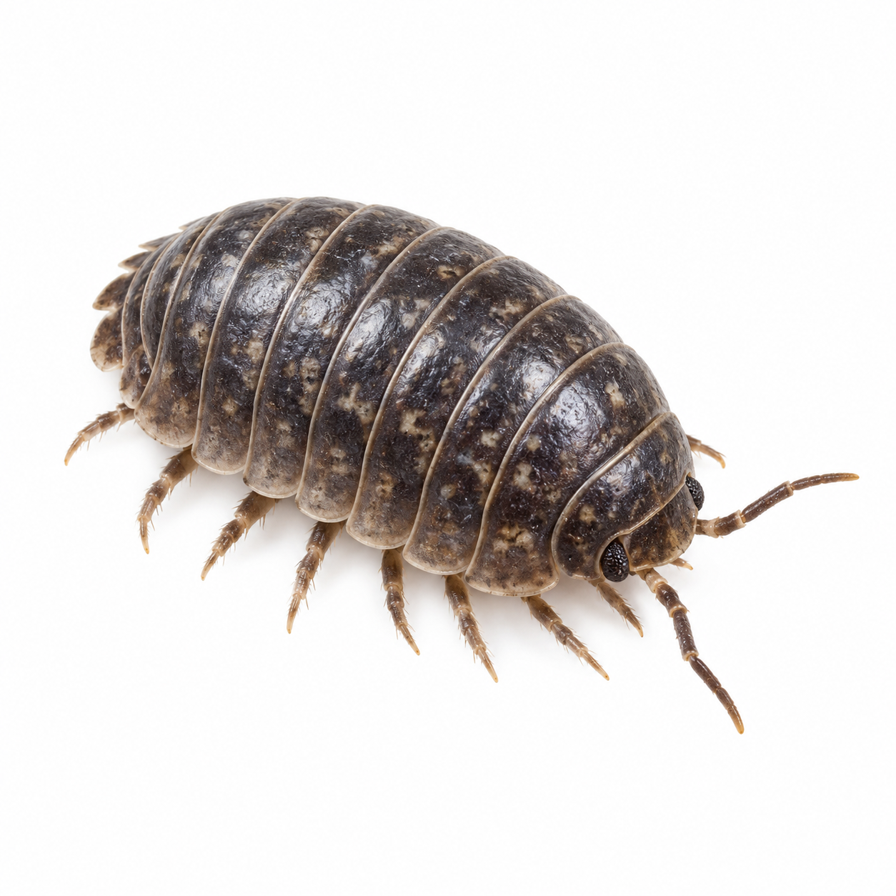 pillbug